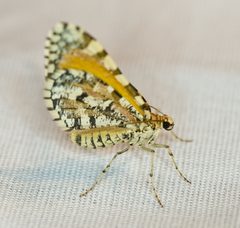 Stamnodes tessellata by no rights reserved, uploaded by Robb Hannawacker. Used under a CC0 license.