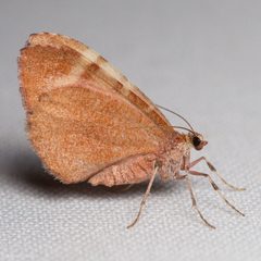 Stamnodes ululata by (c) Ken-ichi Ueda, some rights reserved (CC BY), uploaded by Ken-ichi Ueda. Used under a CC-BY license.