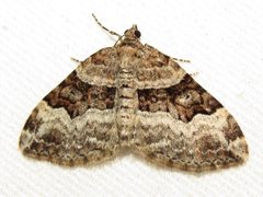 Xanthorhoe lacustrata by (c) Fyn Kynd, some rights reserved (CC BY). Used under a CC-BY license.
