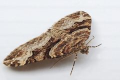 Xanthorhoe lacustrata by (c) Bill Keim, some rights reserved (CC BY). Used under a CC-BY license.