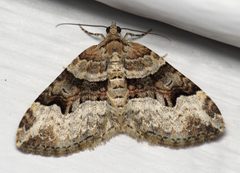 Xanthorhoe lacustrata by (c) Nick Block, some rights reserved (CC BY), uploaded by Nick Block. Used under a CC-BY license.