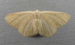 Protitame cervula by (c) jimeckert49, some rights reserved (CC BY). Used under a CC-BY license.