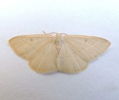Protitame cervula by (c) jimeckert49, some rights reserved (CC BY). Used under a CC-BY license.