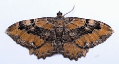 Rheumaptera meadii by (c) Trevor Edmonson, some rights reserved (CC BY), uploaded by Trevor Edmonson. Used under a CC-BY license.
