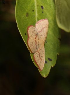 Cyclophora culicaria by (c) Laura Gaudette, some rights reserved (CC BY), uploaded by Laura Gaudette. Used under a CC-BY license.