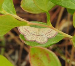 Cyclophora culicaria by (c) Laura Gaudette, some rights reserved (CC BY), uploaded by Laura Gaudette. Used under a CC-BY license.