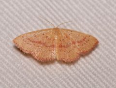 Cyclophora culicaria by (c) Laura Gaudette, some rights reserved (CC BY), uploaded by Laura Gaudette. Used under a CC-BY license.
