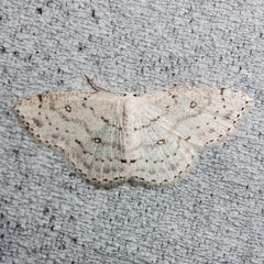 Cyclophora pendulinaria by (c) Ken-ichi Ueda, some rights reserved (CC BY), uploaded by Ken-ichi Ueda. Used under a CC-BY license.
