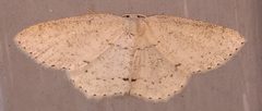 Cyclophora pendulinaria by (c) alicia penney, some rights reserved (CC BY), uploaded by alicia penney. Used under a CC-BY license.