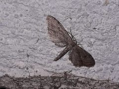 Euacidalia by (c) José Belem Hernández Díaz, some rights reserved (CC BY), uploaded by José Belem Hernández Díaz. Used under a CC-BY license.