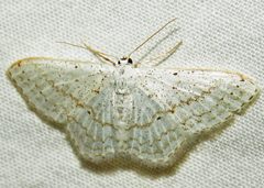 Idaea tacturata by (c) David Dodd, some rights reserved (CC BY), uploaded by David Dodd. Used under a CC-BY license.
