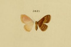 Leptostales hepaticaria by no rights reserved, uploaded by Andreas Manz. Used under a CC0 license.