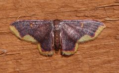 Lophosis labeculata by (c) Laura Gaudette, some rights reserved (CC BY), uploaded by Laura Gaudette. Used under a CC-BY license.