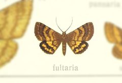 Paota fultaria by no rights reserved, uploaded by Andreas Manz. Used under a CC0 license.