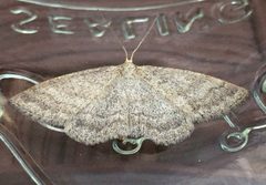 Scopula frigidaria by (c) Jason Grant, some rights reserved (CC BY), uploaded by Jason Grant. Used under a CC-BY license.