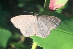 Scopula frigidaria by (c) Jason Grant, some rights reserved (CC BY), uploaded by Jason Grant. Used under a CC-BY license.