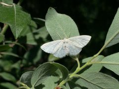 Scopula frigidaria by (c) Jason Grant, some rights reserved (CC BY), uploaded by Jason Grant. Used under a CC-BY license.