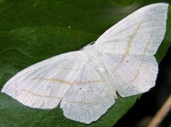 Scopula ordinata by (c) skitterbug, some rights reserved (CC BY), uploaded by skitterbug. Used under a CC-BY license.