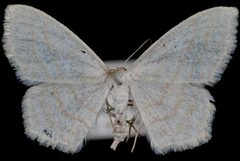 Scopula quinquelinearia by (c)
Jeremy deWaard, University of British Columbia, some rights reserved (CC BY). Used under a CC-BY license.