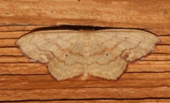 Scopula timandrata by (c) Laura Gaudette, some rights reserved (CC BY), uploaded by Laura Gaudette. Used under a CC-BY license.