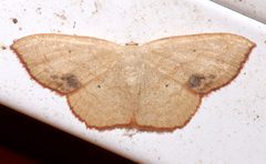 Scopula timandrata by (c) Laura Gaudette, some rights reserved (CC BY), uploaded by Laura Gaudette. Used under a CC-BY license.