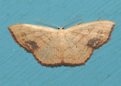 Scopula timandrata by (c) Laura Gaudette, some rights reserved (CC BY), uploaded by Laura Gaudette. Used under a CC-BY license.