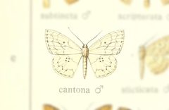 Semaeopus cantona by no rights reserved, uploaded by Andreas Manz. Used under a CC0 license.