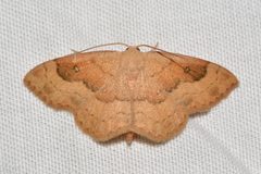 Semaeopus gracilata by no rights reserved, uploaded by Chrissy McClarren and Andy Reago. Used under a CC0 license.
