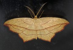 Timandra amaturaria by (c) Nick Block, some rights reserved (CC BY), uploaded by Nick Block. Used under a CC-BY license.
