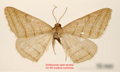 Taeniogramma quadrilinea by no rights reserved, uploaded by Andreas Manz. Used under a CC0 license.