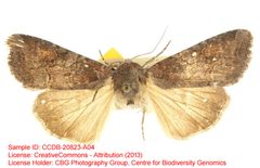 Trichordestra beanii by no rights reserved, uploaded by Andreas Manz. Used under a CC0 license.
