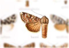 Trichordestra beanii by no rights reserved, uploaded by Andreas Manz. Used under a CC0 license.