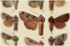 Trichordestra beanii by no rights reserved, uploaded by Andreas Manz. Used under a CC0 license.