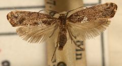 Acrolepiinae by (c) portioid, some rights reserved (CC BY), uploaded by portioid. Used under a CC-BY license.