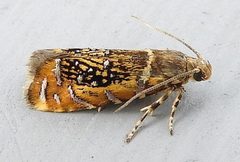 Glyphipterix quadragintapunctata by (c) jimeckert49, some rights reserved (CC BY). Used under a CC-BY license.