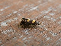 Glyphipterigidae by (c) Donald Hobern, some rights reserved (CC BY). Used under a CC-BY license.