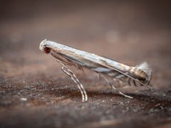 Acrocercopinae by (c) Saryu Mae 前 朝琉, some rights reserved (CC BY), uploaded by Saryu Mae 前 朝琉. Used under a CC-BY license.