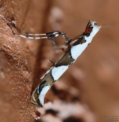 Acrocercopinae by (c) John Rosford, some rights reserved (CC BY), uploaded by John Rosford. Used under a CC-BY license.
