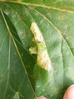 Leucospilapteryx venustella by (c) Cecil Smith, some rights reserved (CC BY), uploaded by Cecil Smith. Used under a CC-BY license.