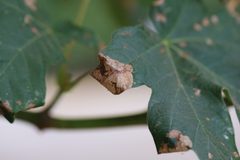 Caloptilia acerifoliella by (c) eebee, some rights reserved (CC BY), uploaded by eebee. Used under a CC-BY license.