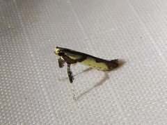Caloptilia blandella by (c) Annika Lindqvist, some rights reserved (CC BY), uploaded by Annika Lindqvist. Used under a CC-BY license.