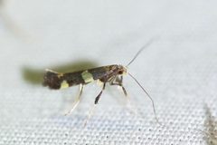 Caloptilia canadensisella by (c) Owen Strickland, some rights reserved (CC BY), uploaded by Owen Strickland. Used under a CC-BY license.