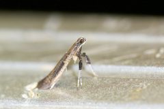 Caloptilia hypericella by (c) Owen Strickland, some rights reserved (CC BY), uploaded by Owen Strickland. Used under a CC-BY license.