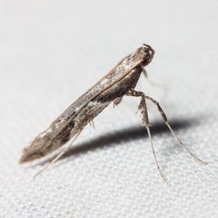 Caloptilia palustriella by (c) Ken-ichi Ueda, some rights reserved (CC BY), uploaded by Ken-ichi Ueda. Used under a CC-BY license.