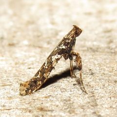Caloptilia serotinella by (c) Fyn Kynd, some rights reserved (CC BY). Used under a CC-BY license.