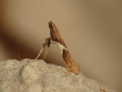 Caloptilia stigmatella by (c) Donald Hobern, some rights reserved (CC BY). Used under a CC-BY license.