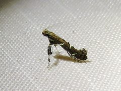 Caloptilia triadicae by (c) Annika Lindqvist, some rights reserved (CC BY), uploaded by Annika Lindqvist. Used under a CC-BY license.