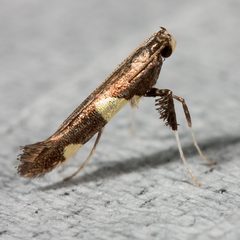 Caloptilia vacciniella by (c) Ken-ichi Ueda, some rights reserved (CC BY), uploaded by Ken-ichi Ueda. Used under a CC-BY license.