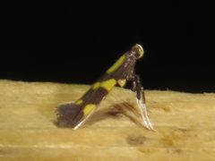 Caloptilia vacciniella by (c) Dan MacNeal, some rights reserved (CC BY), uploaded by Dan MacNeal. Used under a CC-BY license.