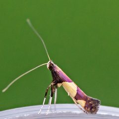 Caloptilia bimaculatella by (c) Bill Keim, some rights reserved (CC BY). Used under a CC-BY license.